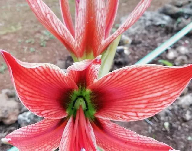 Limon Y Sol * Sauzal