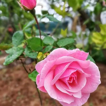 Дом отдыха Limon Y Sol *