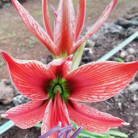 Limon Y Sol * Саусаль