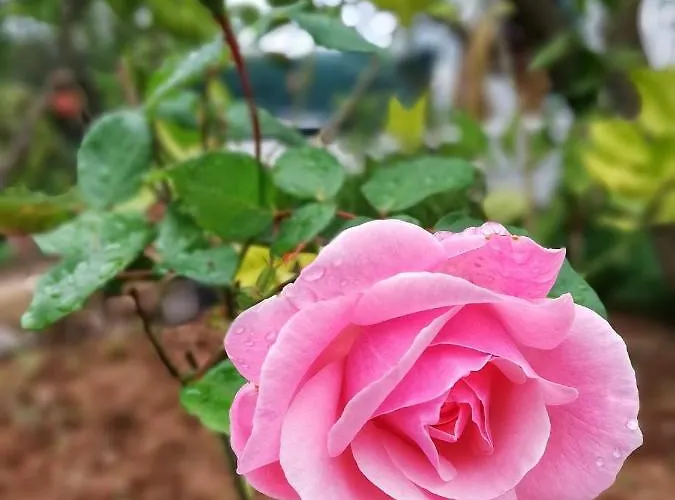 Vakantiehuis Limon Y Sol *