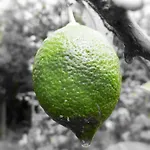 Limon Y Sol